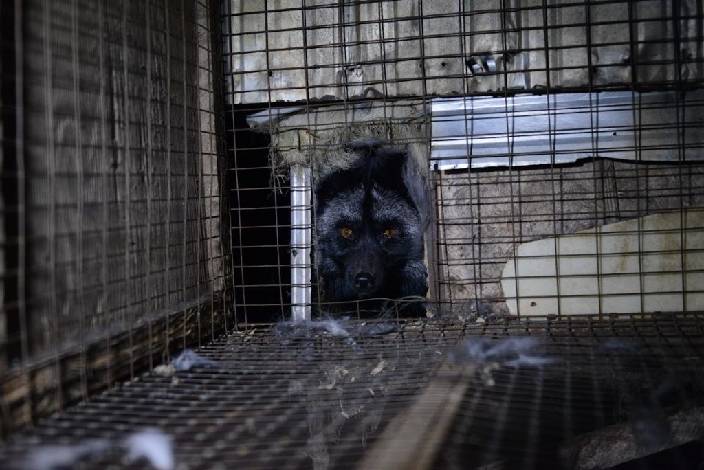 QuebecFur2014_web-2499