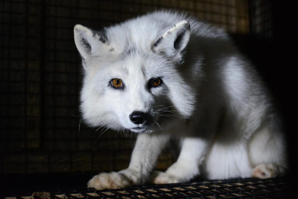 QuebecFur2014_web-2658