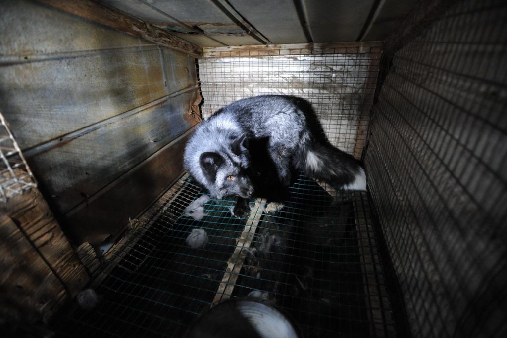 QuebecFur2014_web-3689